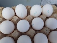 Яйцо куриное, отборное, С0, Адель Кус