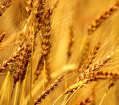 Цитохелат для пшеницы