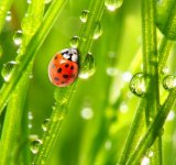 Цитохелат универсальный