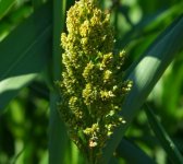 Цитохелат NPK+